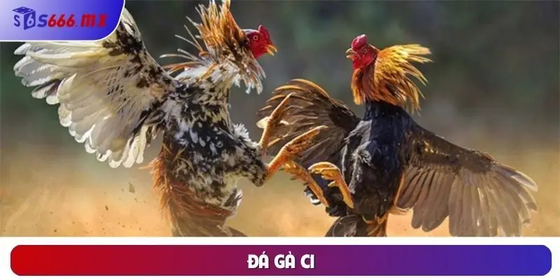 Đá gà C1 là gì?