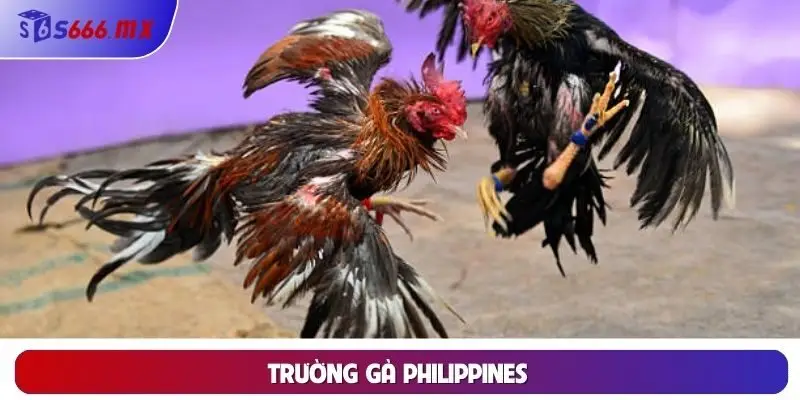 Trường gà Philippines Trường gà Philippines